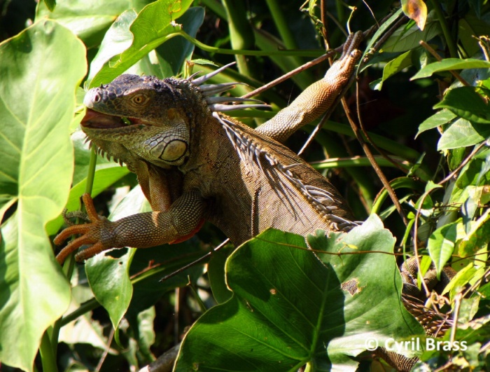 Reptiles in Central America - Green Iguana