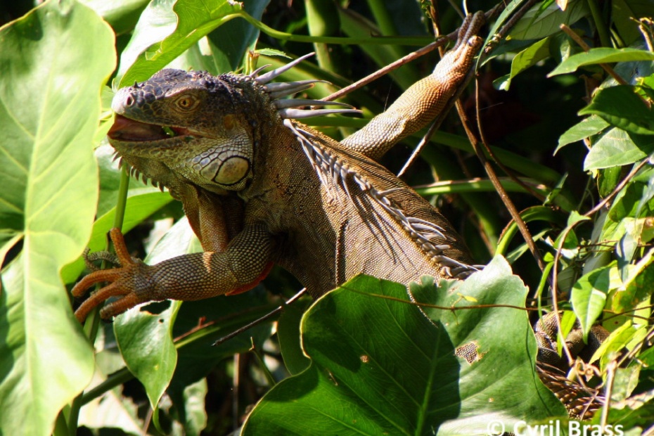 Green Iguana