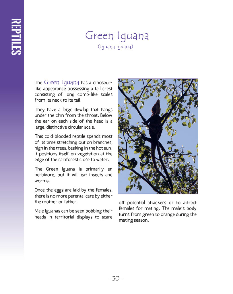 Green Iguana and Ctenosaur - Green Iguana - Wildlife in Central America 1 - Page 30