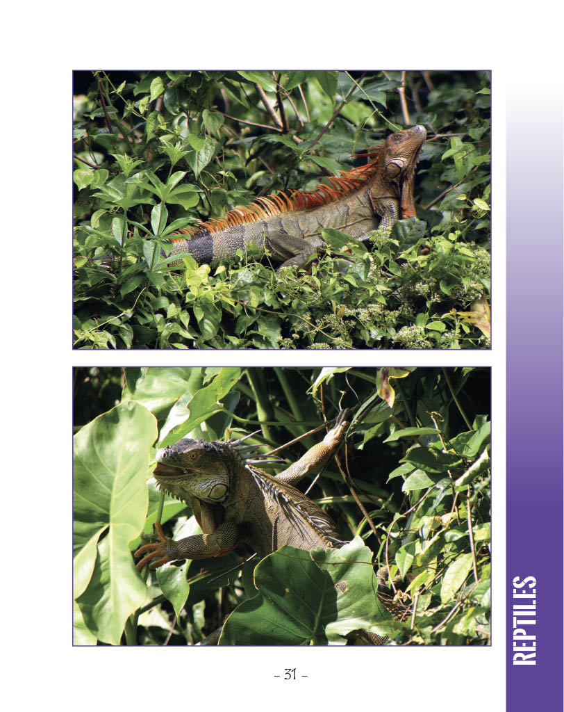 Green Iguana and Ctenosaur - Green Iguana - Wildlife in Central America 1 - Page 31