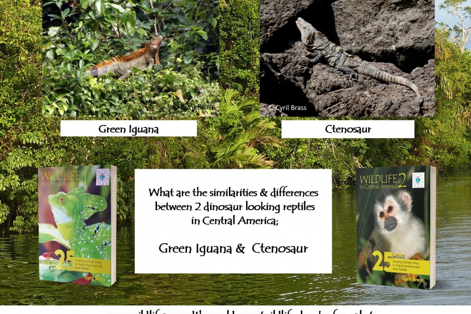 Green Iguana and Ctenosaur