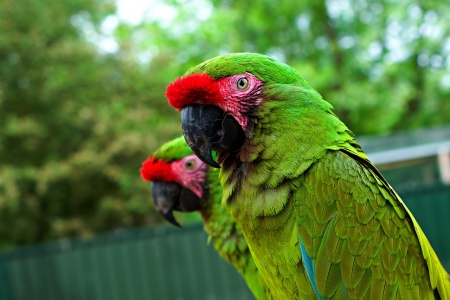 Endangered Species Day - Great Green Macaw