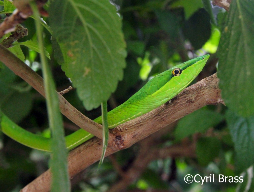 Reptiles in Central America - Green Vine Snake