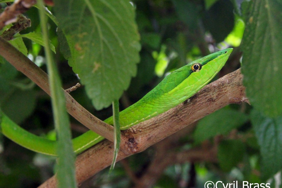 Green Vine Snake