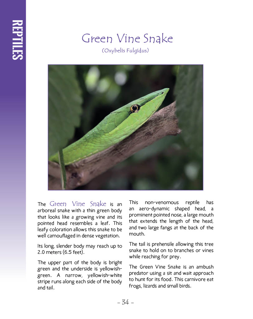 Green Vine Snake - Wildlife in Central America 1 - Page 34