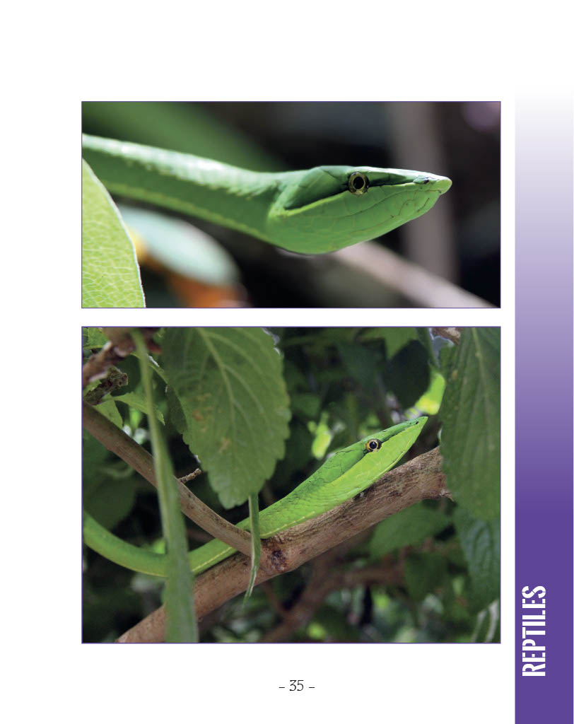 Green Vine Snake - Wildlife in Central America 1 - Page 35