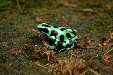 Frog Jumping Day - Green and Black Poison Dart Frog