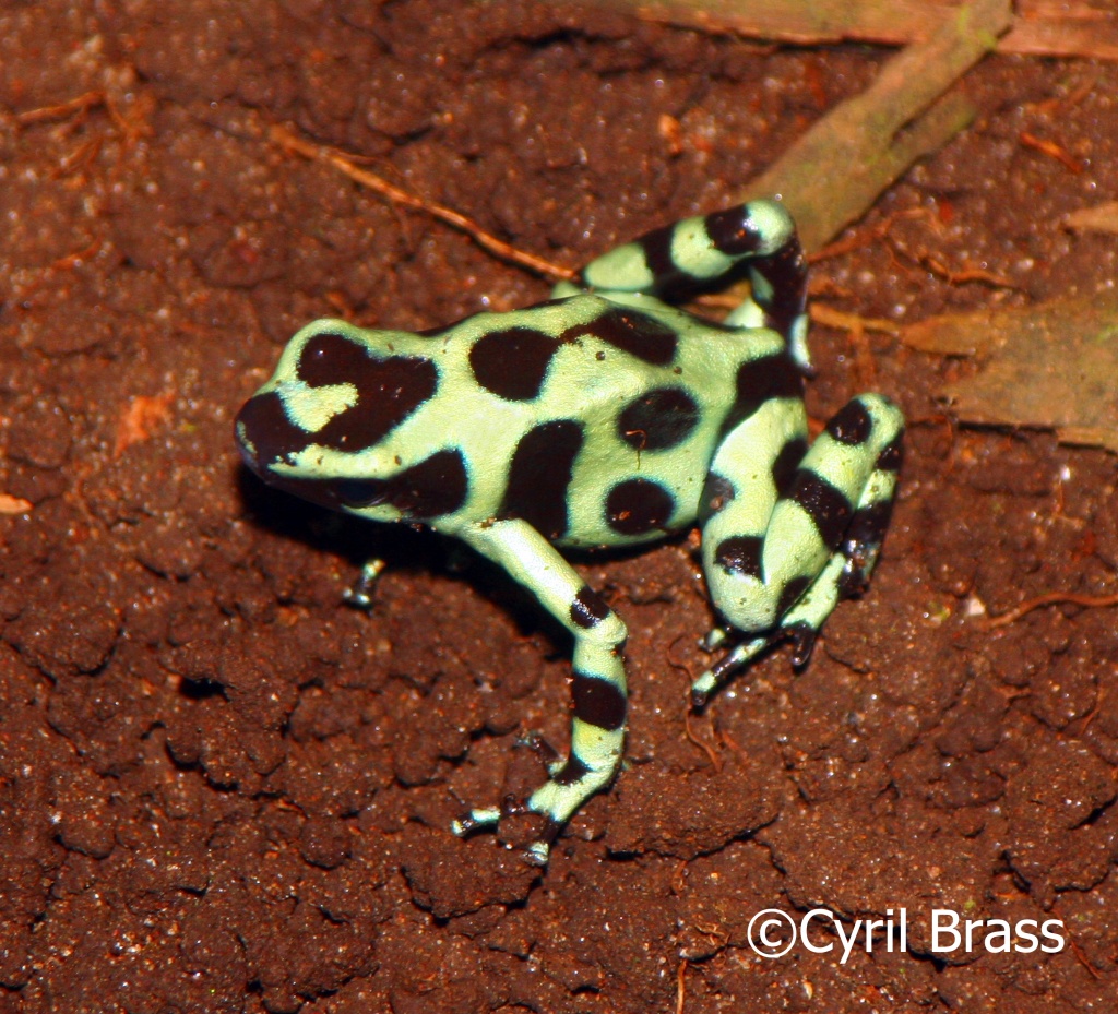 Central America Amphibians - Green and Black Poison Dart Frog