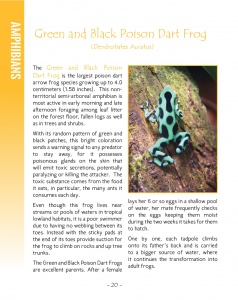 Poison Dart Frogs in Central America - Green and Black Poison Dart Frog - Wildlife in Central America - Page 20