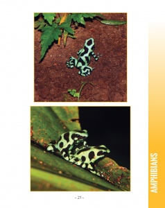 Poison Dart Frogs in Central America - Green and Black Poison Dart Frog - Wildlife in Central America - Page 21