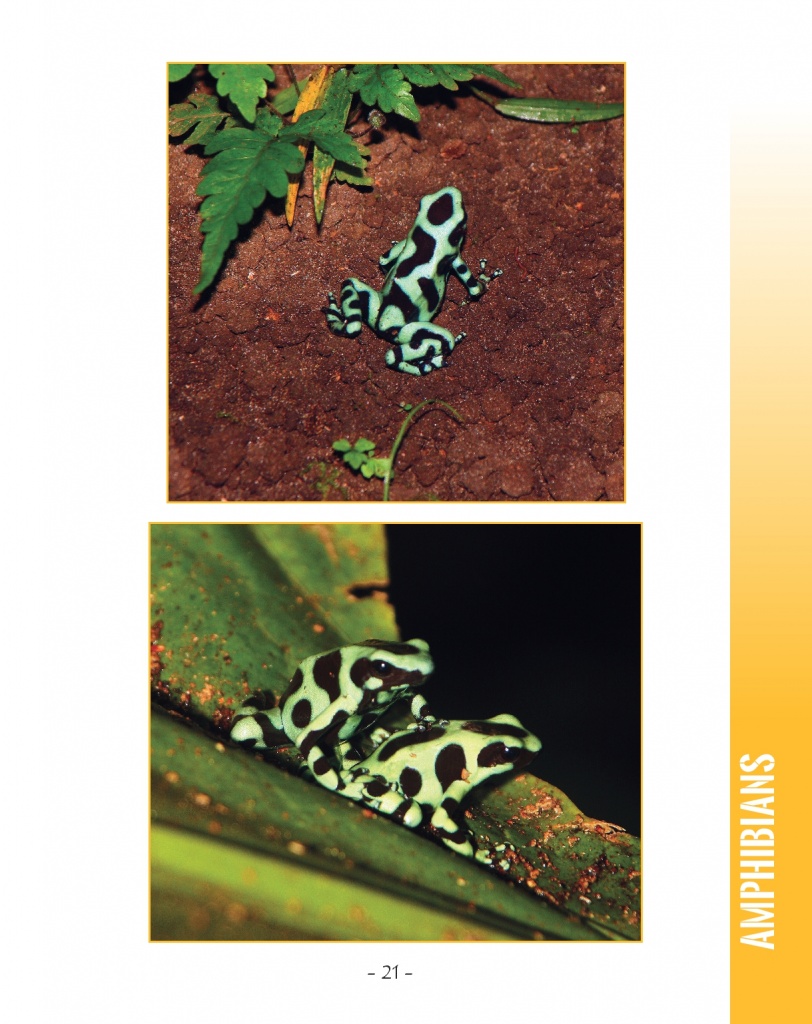Green and Black Poison Dart Frog - Wildlife in Central America - Page 21