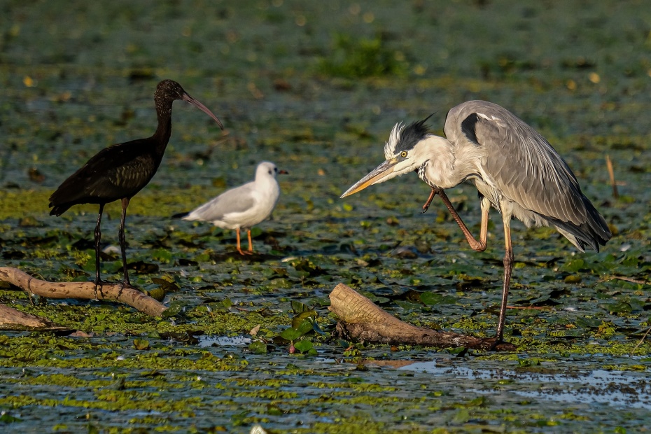 Grey Heron