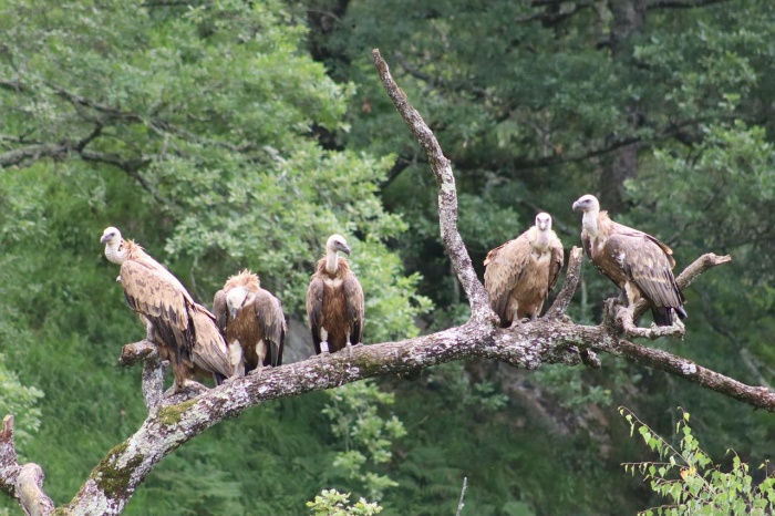 International Vulture Awareness Day - Griffon Vulture