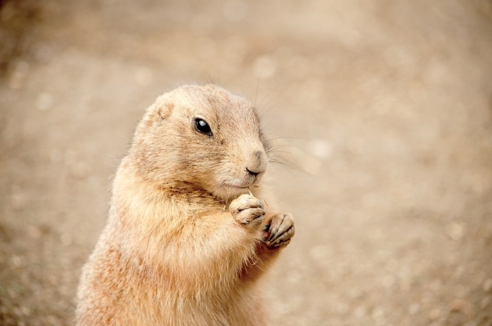 Squirrel Appreciation Day - Ground Squirrel