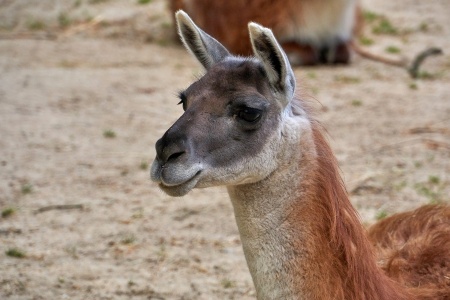  (Lama guanicoe) Guanaco