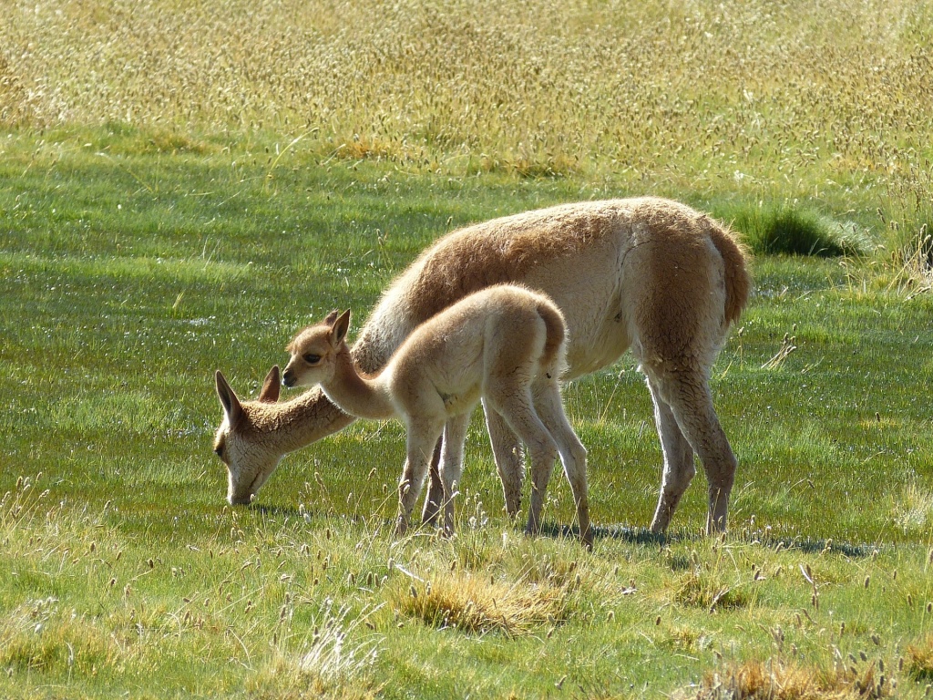 Guanaco (Lama guanicoe) 