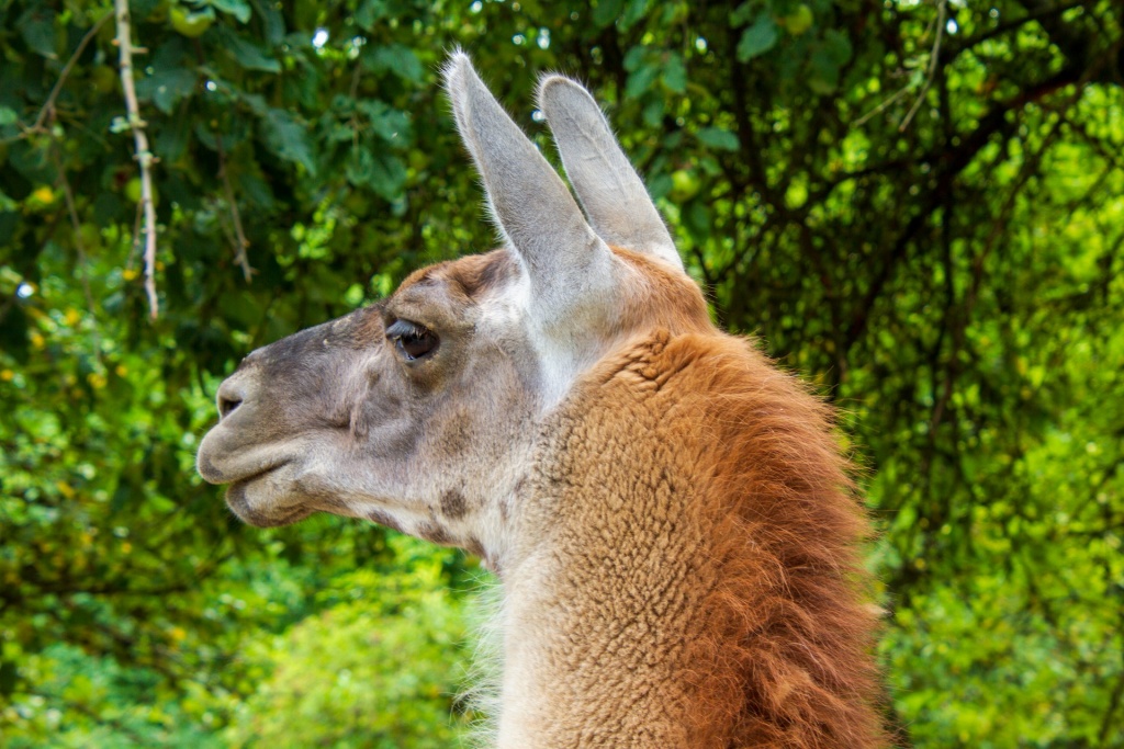  (Lama guanicoe) Guanaco