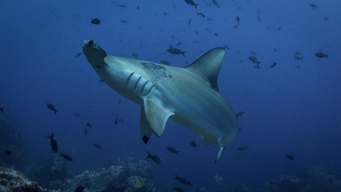 Shark Awareness Day - Hammerhead Shark