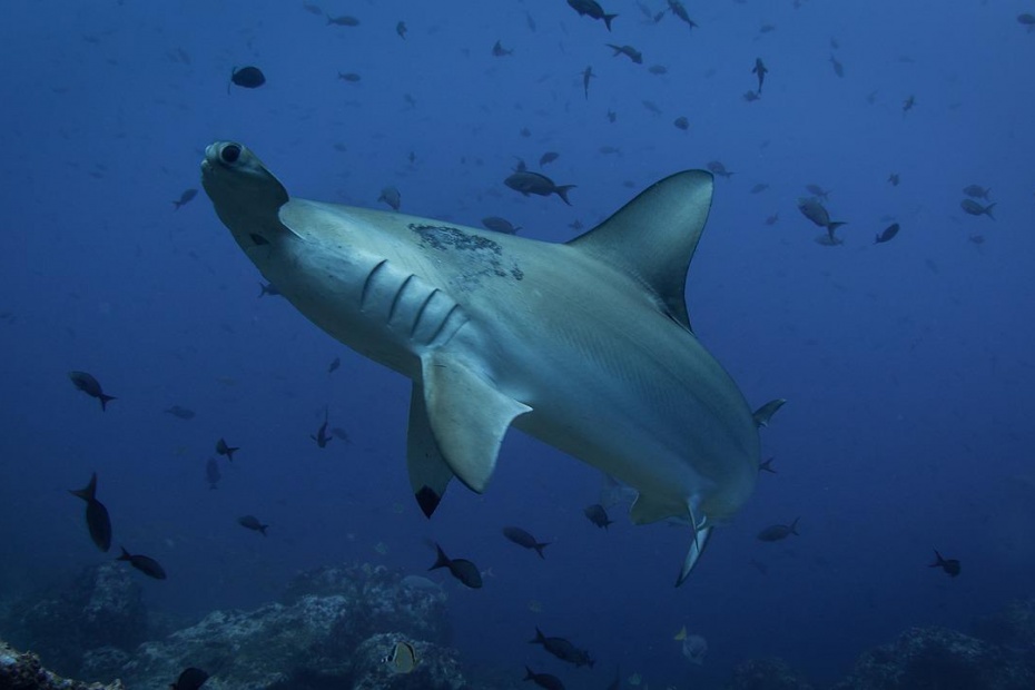 Shark Awareness Day - Hammerhead Shark