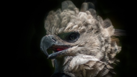 Save the Eagle Day - Harpy Eagle