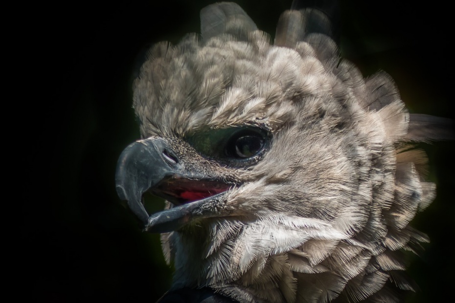 Harpy Eagle