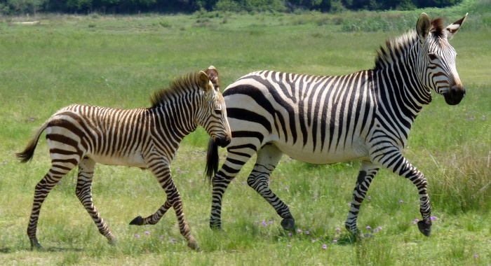 World Wildlife Day - Hartmanns Zebras