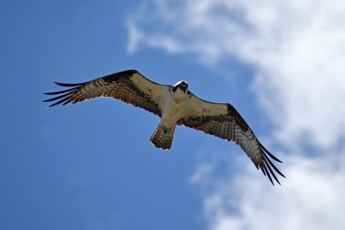 Biodiversity in Wildlife Conservation - Drone