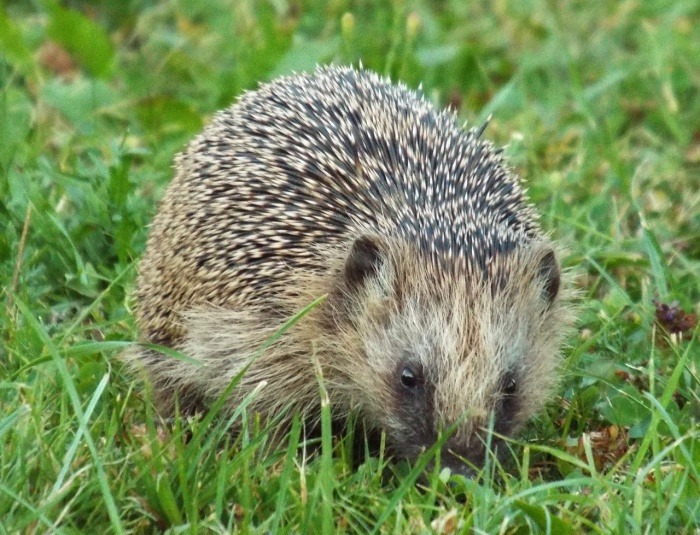 National Hedgehog Day - Hedgehog