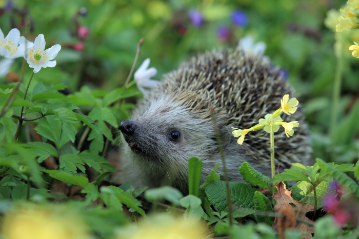 National Hedgehog Day - Hedgehog