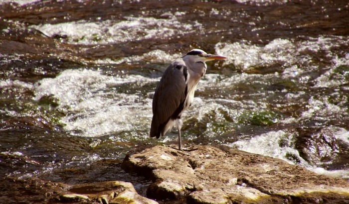 World Rivers Day - Heron