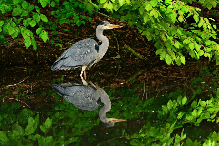 World Habitat Day - Heron