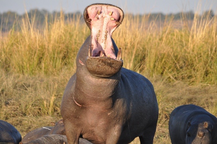 National Hippo Day - Hippopotamus