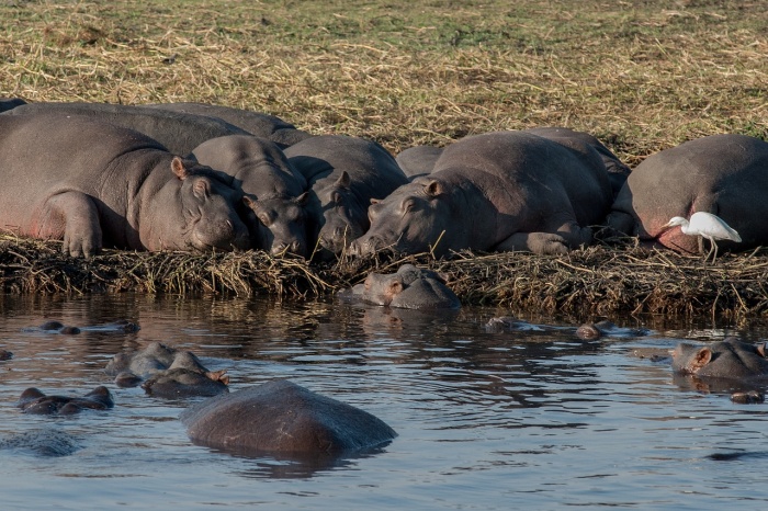 National Hippo Day  - Hippopotamus