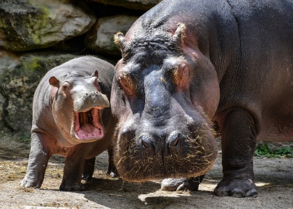 World Hippo Day - Hippopotamus