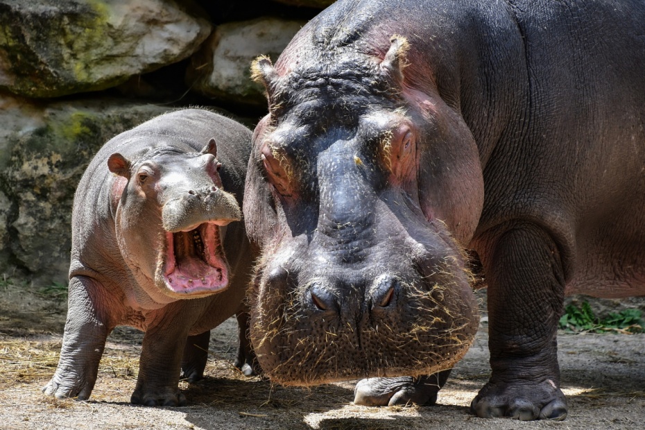 Hippopotamus