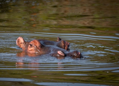 National Hippo Day - Hippopotamus