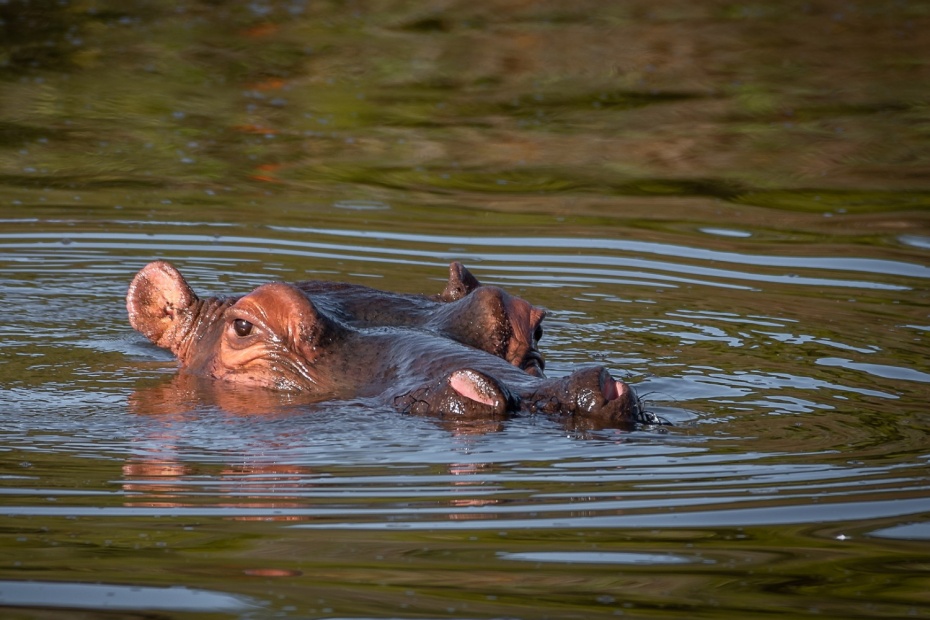 Hippopotamus