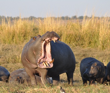 National Hippo Day - Hippopotamus