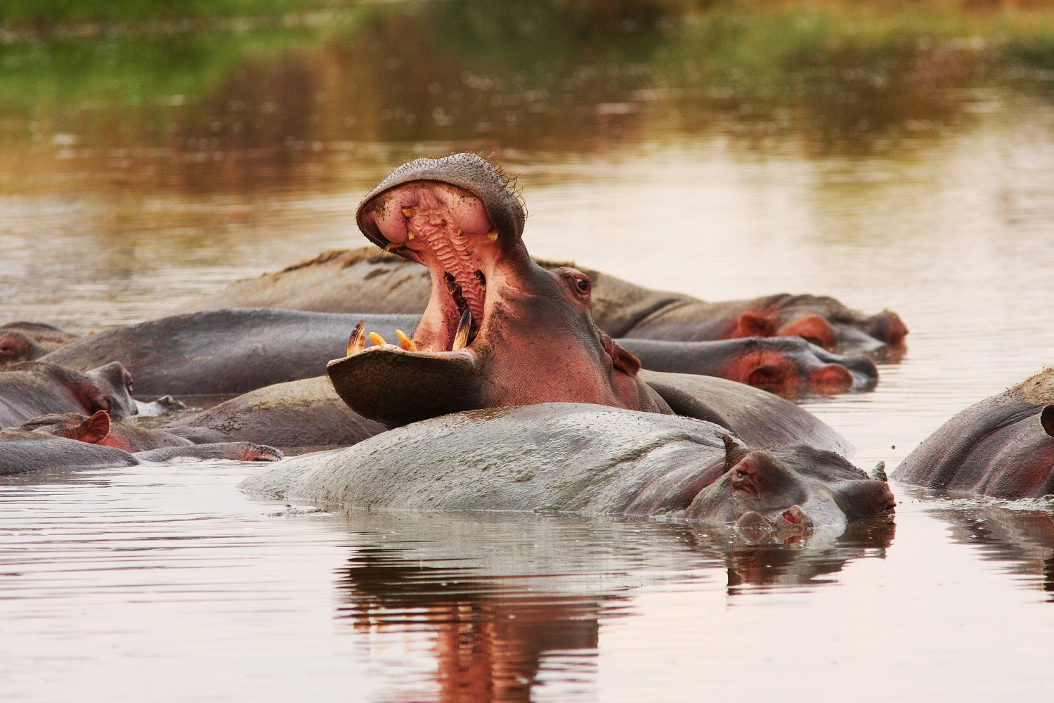 National Hippo Day - Hippos