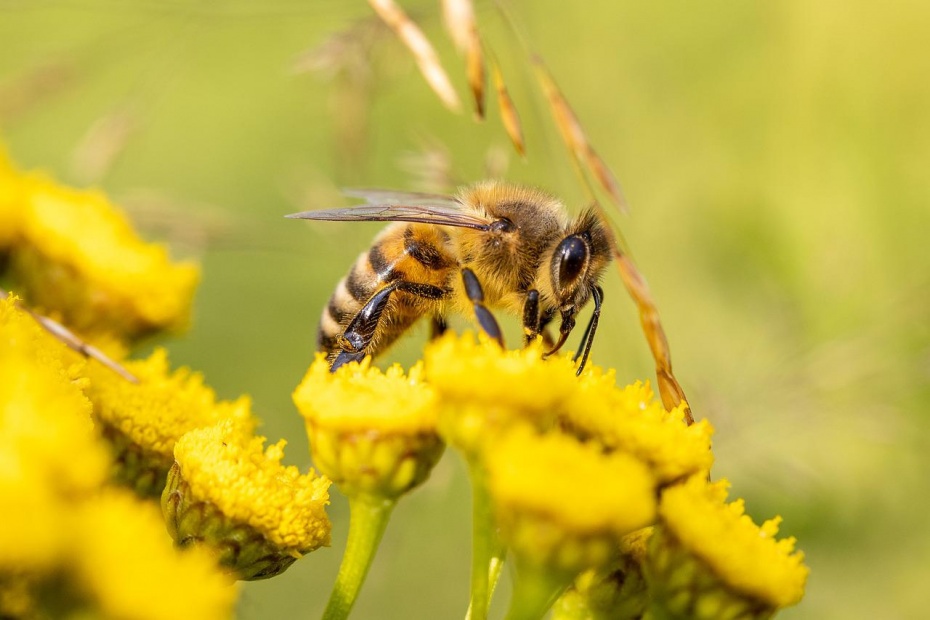 World Bee Day - Honey Bee