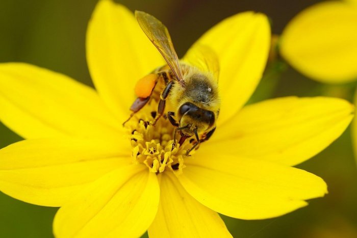 World Bee Day - Honey Bee