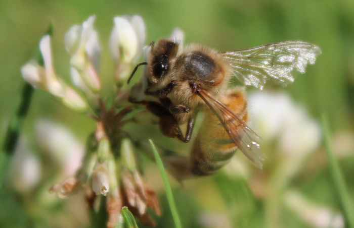 National Honey Bee Day - Honey Bee