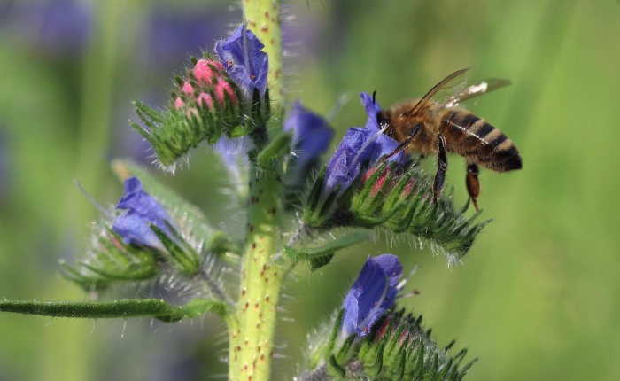 National Honey Bee Day - Honey Bee