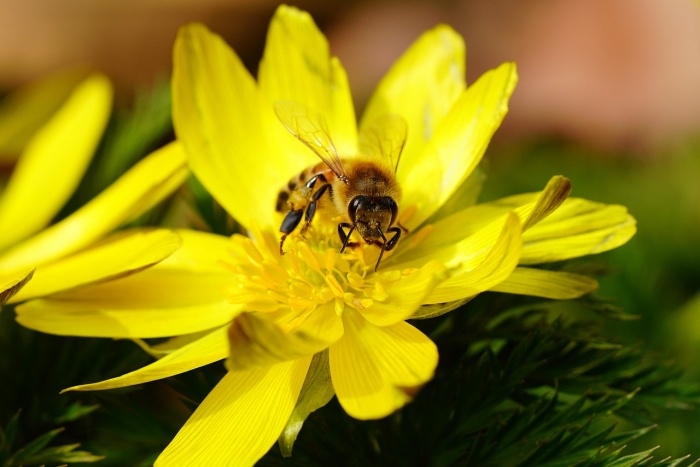 National Honey Bee Day - Honey Bee