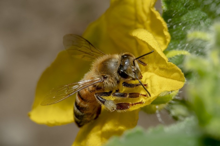 Don't Step on a Bee Day - Honey Bee