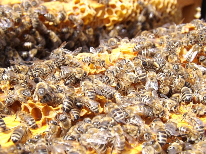 National Honey Bee Day - Honeybees