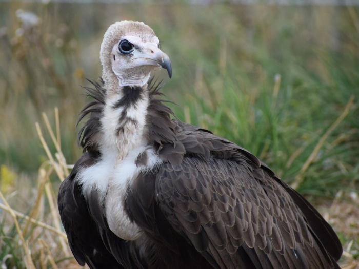 International Vulture Awareness Day  
 - Hooded Vulture 