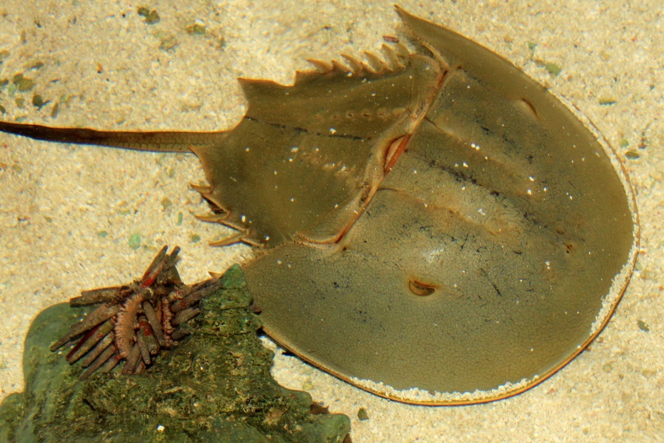 Horseshoe Crab