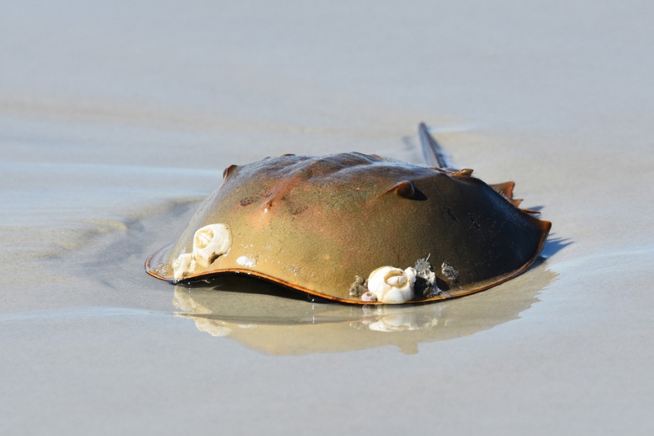 Horseshoe Crab