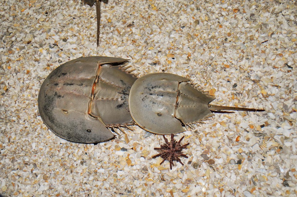 International Horseshoe Crab Day - Horseshoe Crab